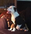 Callie D130637