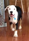 Callie D130637