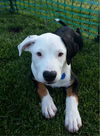 Callie D130637