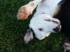 Callie D130637