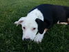 Callie D130637