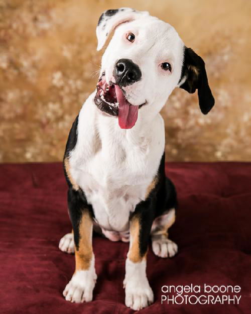 Callie D130637