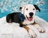 Callie D130637