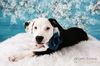 Callie D130637