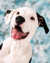 Callie D130637