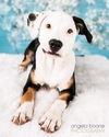 Callie D130637