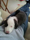 Bailey D130651