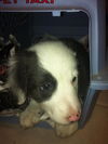 Bailey D130651