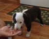 Bailey D130651