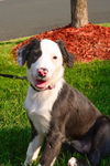 Bailey D130651