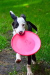 Bailey D130651