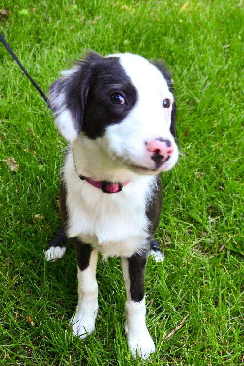 Bailey D130651