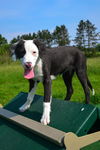 Bailey D130651