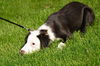 Bailey D130651