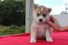 Balto D130712