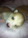 Daisy D130716