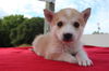 Daisy D130716