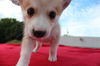 Daisy D130716