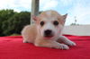 Daisy D130716
