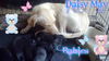 Daisy Mae D130770