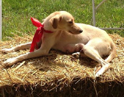 Daisy Mae D130770