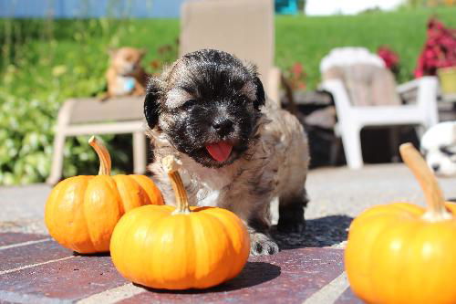 Cacao D130866 - ADOPTED!