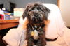 Tuffy D130891