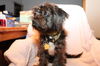 Tuffy D130891