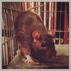 Daisy, Sprinkles, Merida M130022