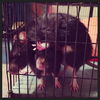 Daisy, Sprinkles, Merida M130022