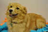 Hachi D130942