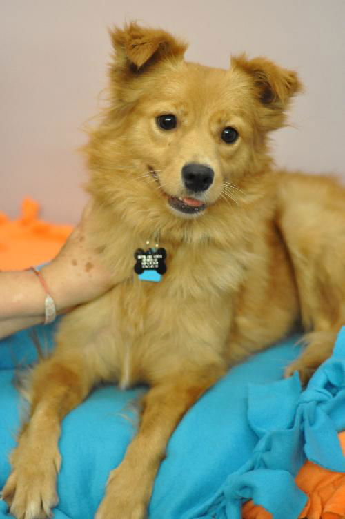 Hachi D130942