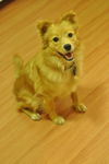 Hachi D130942