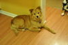 Hachi D130942