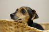 Daisy D131117