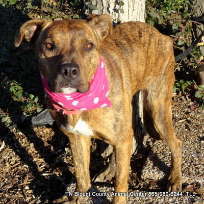 Babs D140017