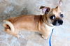 Buddy the Chug D140222