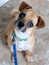 Buddy the Chug D140222