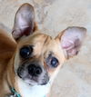 Buddy the Chug D140222