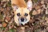 Buddy the Chug D140222