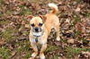 Buddy the Chug D140222