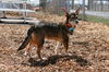 Nala D140414