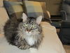 Abby C140064 *Declawed*