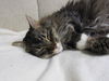 Abby C140064 *Declawed*