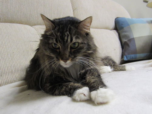Abby C140064 *Declawed*