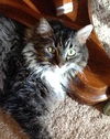 Abby C140064 *Declawed*