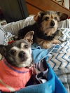 Patches (& Frida *Bonded Pair*) D140505