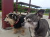 Patches (& Frida *Bonded Pair*) D140505