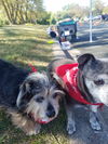 Patches (& Frida *Bonded Pair*) D140505