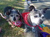 Patches (& Frida *Bonded Pair*) D140505